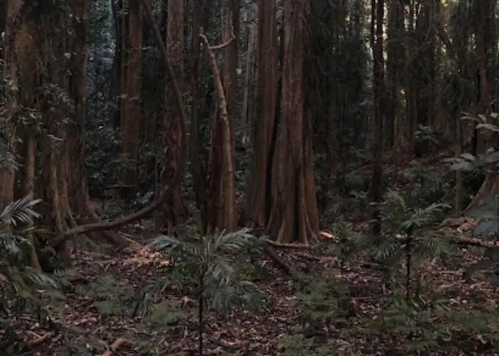 Dense forest in Thora with tall trees, ferns and filtered sunlight.