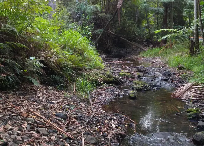 Shaded forest creek in Upper Orara with clear water, rocks and dense green vegetation.